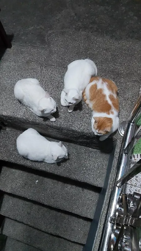 Кошачье собрание на лестнице