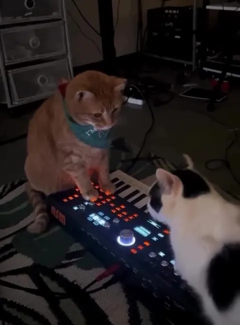 Коты играют на синтезаторе
