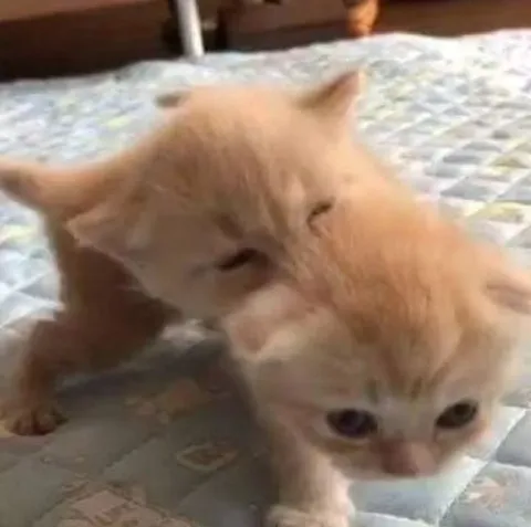 Котёнок кусает другого котёнка