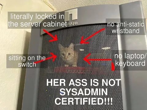 Cat Locked in Server Cabinet