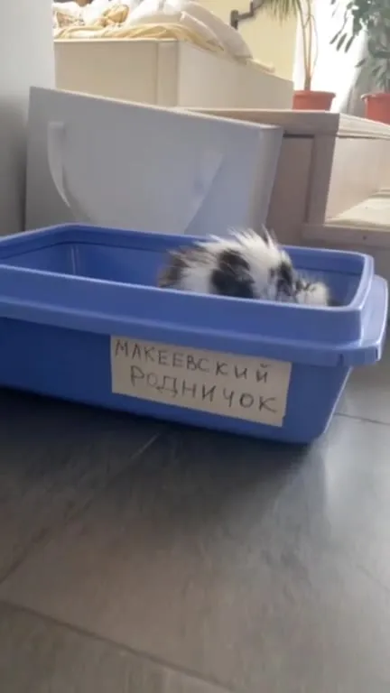 Котёнок в лотке-родничке