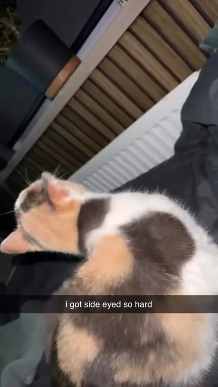 Cat Gets Side-Eyed