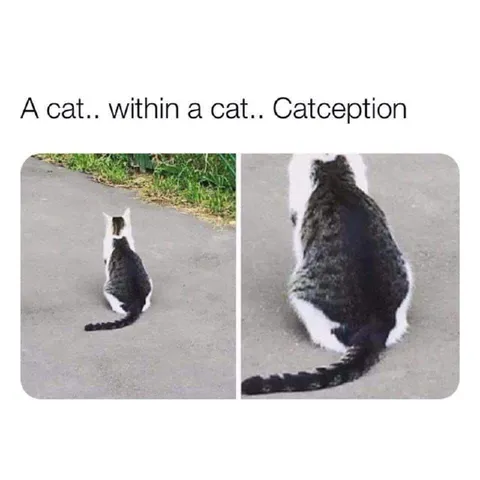 A Cat Within a Cat