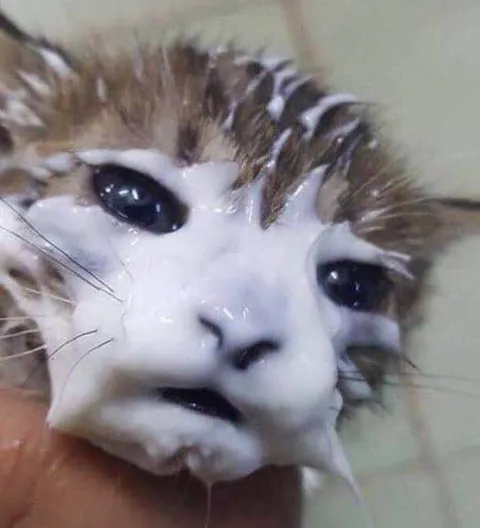 Кот весь в глазури