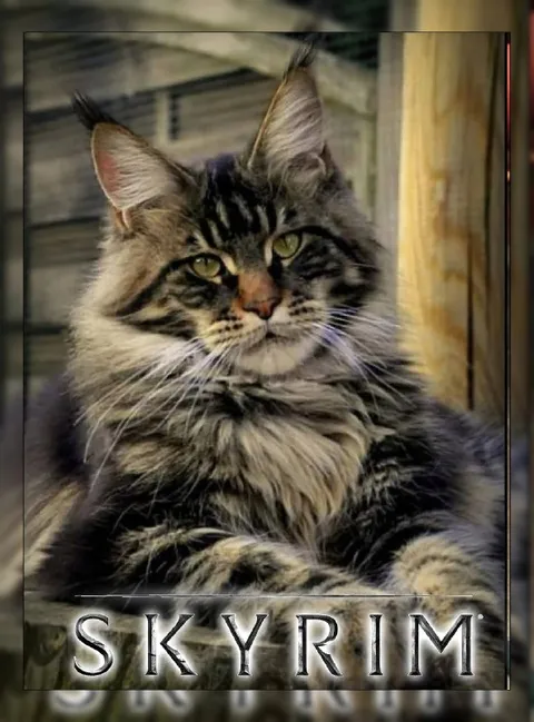 Skyrim Cat Portrait