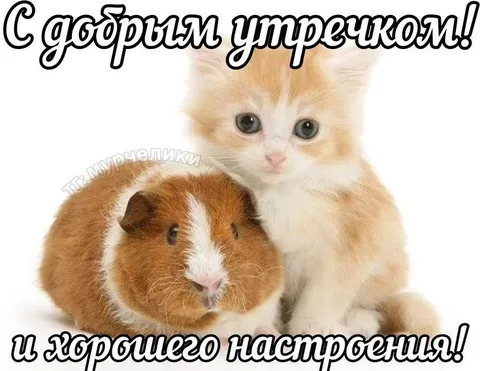 Доброе утро и хорошее настроение