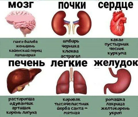 Травы для всех органов
