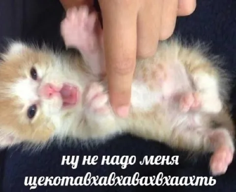 Котёнка щекочут