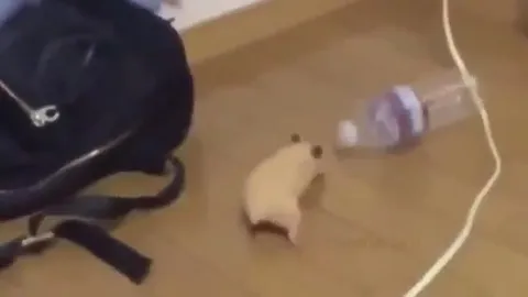 Мышь толкает бутылку