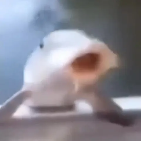 Ratón se acerca y desaparece