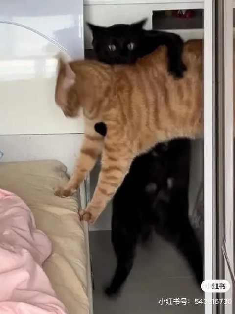 Чёрный кот едет на рыжем