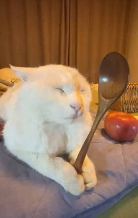 Кот держит ложку во сне