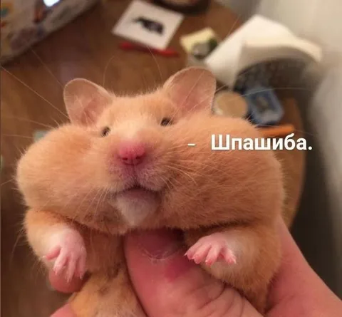 Хомяк говорит «Шлапшиба»