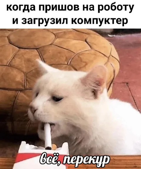 Кот после загрузки компьютера