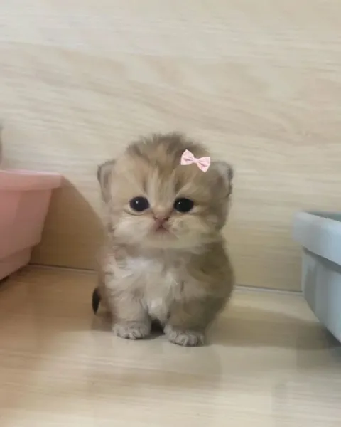 Милый котёнок с бантиком