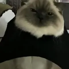 Кошачий марш серьёзных морд