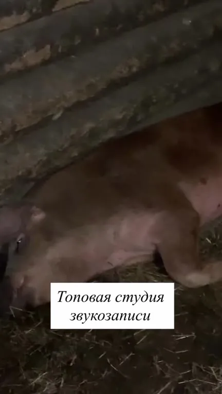 Топовая студия звукозаписи