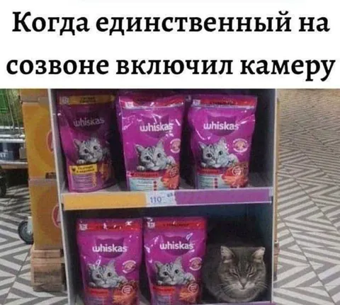 Кот среди пачек Whiskas