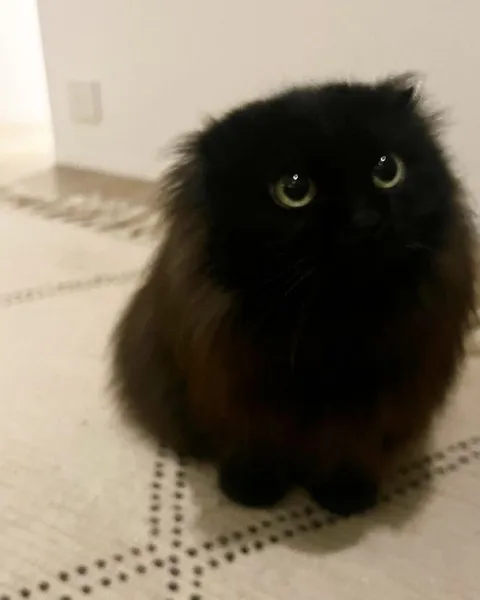 Чёрный кот смотрит с надеждой