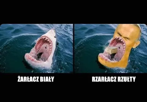Żarłacz biały i rzułty