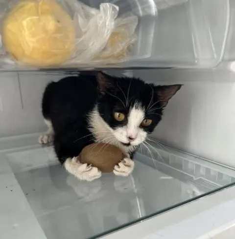Котёнок прячется в холодильнике