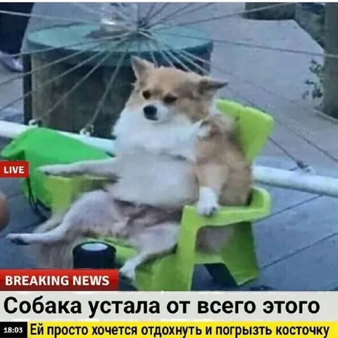 Собака устала от всего этого