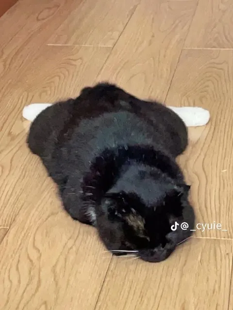 Кот распластался на полу