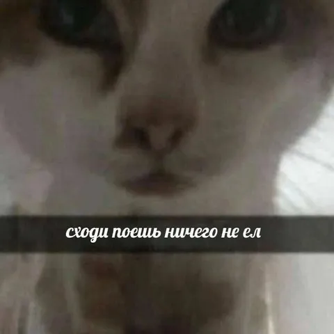 Кот, который ничего не ел