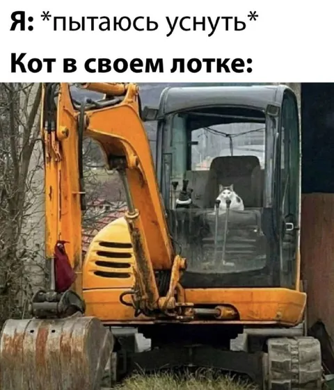 Кот в своём лотке