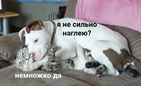 Собака слишком нагло лежит
