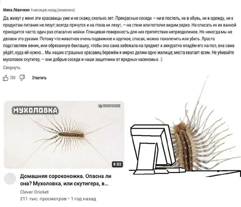 Не убивайте мухоловок-скуттигеров