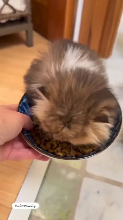 Котёнок в миске с кормом