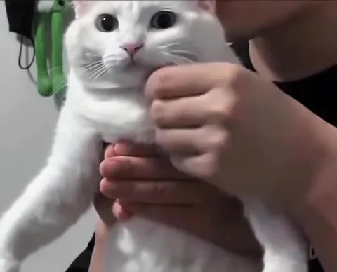 Кот превращается в корову