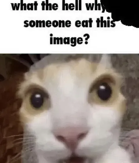 What the Hell Why Cat