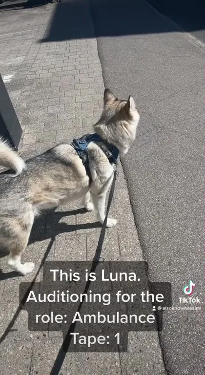 Luna Auditions for Ambulance