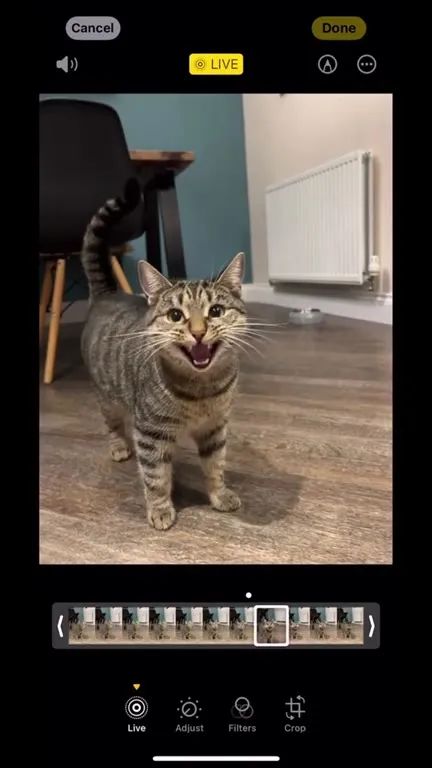 What If Cat Made Riverside