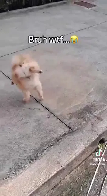 Dog Walking Backwards