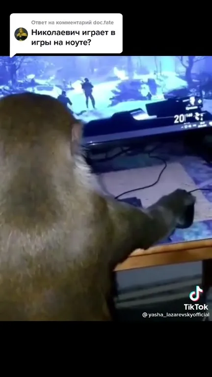 Обезьяна играет на ноутбуке