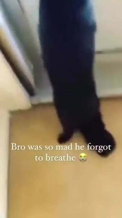 Cat Forgot to Breathe