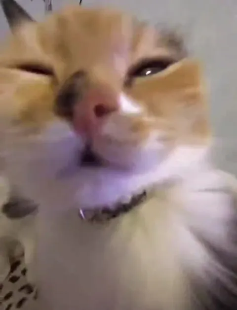 Коты лезут в камеру