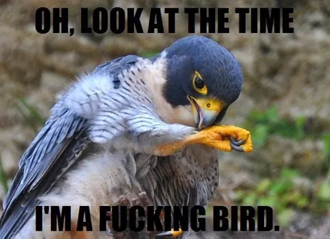 Look at the Time Bird
