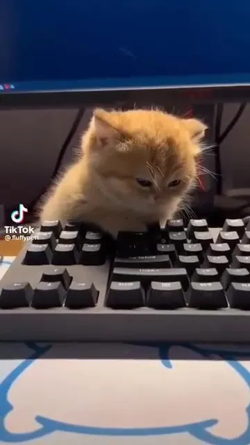 Кот диджей за клавишами