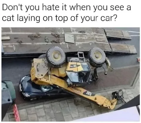 Cat on Your Car