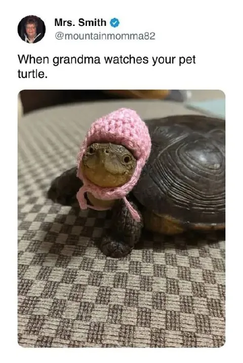 Grandma Watches Your Turtle
