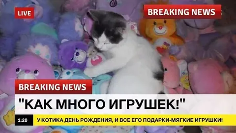 Котик среди мягких игрушек
