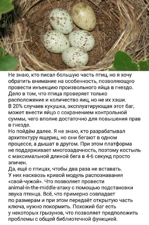 Птичий баг в архитектуре