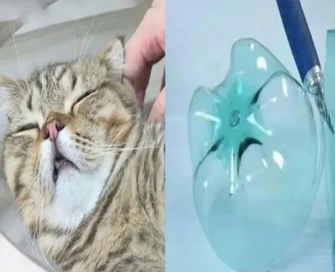 Кот и его стеклянная копия