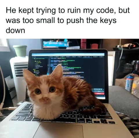 Tiny Kitten Ruins the Code