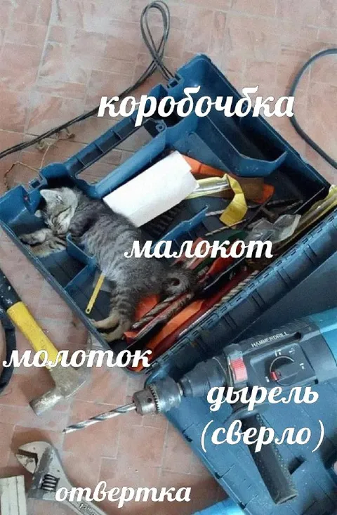 Котёнок среди инструментов