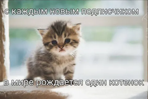 Новый подписчик — новый котёнок
